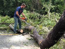 Best Emergency Tree Removal  in East Washington, PA