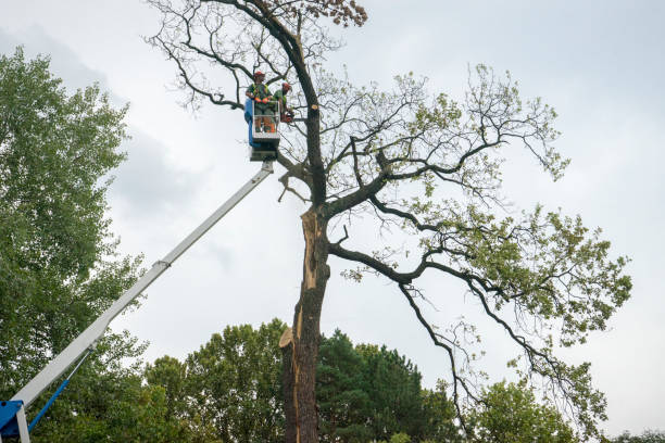 Reliable East Washington, PA  Tree Services Solutions