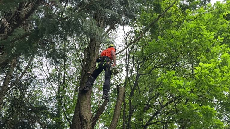 Best Tree Disease Treatment  in East Washington, PA