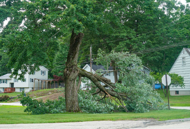 How Our Tree Care Process Works  in  East Washington, PA