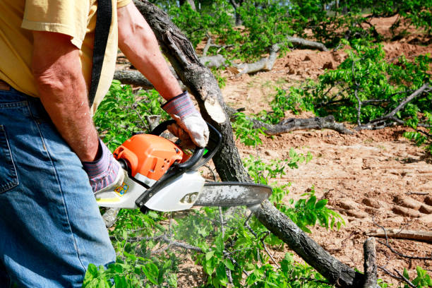 Best Tree Cabling and Bracing  in East Washington, PA